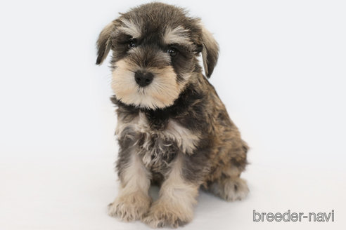 成約済の神奈川県のミニチュアシュナウザー-348342の1枚目